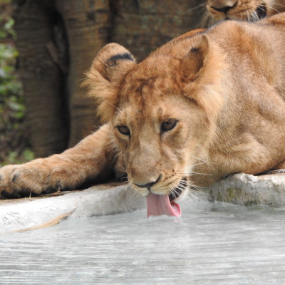 Veera the Lion subadult
